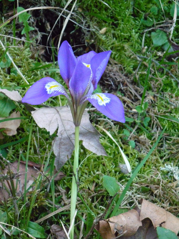 Iris unguicularis / Iris a foglie strette